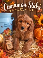 Cinnamon Sticks, a male Miniature Goldendoodle for sale in Daytona Beach, FL – 1 of 9