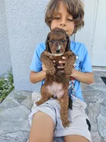 Brooklyn, a female Miniature Bernedoodle for sale in Daytona Beach, FL – 4 of 5