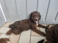 America, a female Miniature Bernedoodle for sale in Daytona Beach, FL – 5 of 5