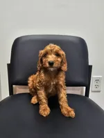 Cinnamon Sticks, a male Miniature Goldendoodle for sale in Daytona Beach, FL – 9 of 9