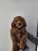 Cinnamon Sticks, a male Miniature Goldendoodle for sale in Daytona Beach, FL – 3 of 9