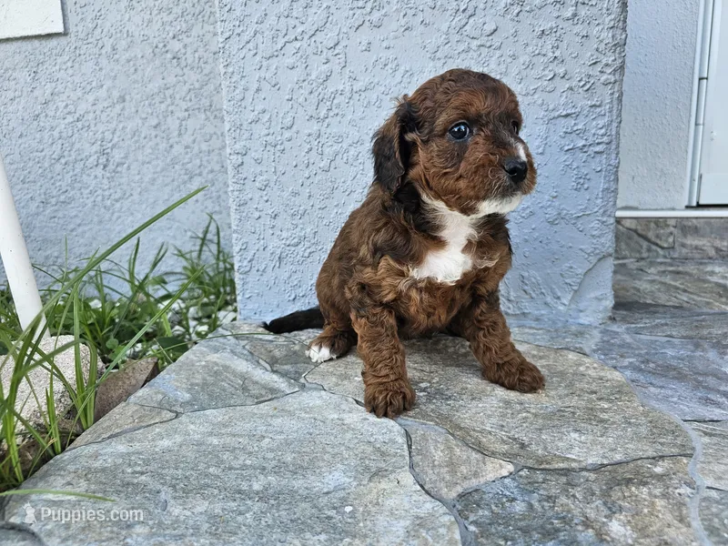 Brooklyn – Miniature Bernedoodle puppy for sale in Daytona Beach, FL