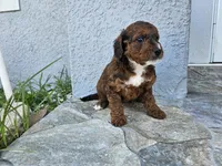 Brooklyn, a female Miniature Bernedoodle for sale in Daytona Beach, FL – 1 of 5