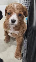 Biscuit, a male Poodle - Miniature  for sale in Daytona Beach, FL – 2 of 6