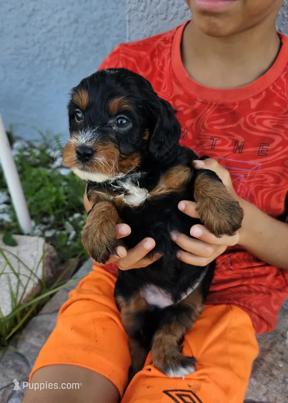Justice – Miniature Bernedoodle puppy for sale in Daytona Beach, FL