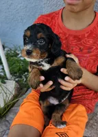 Justice, a male Miniature Bernedoodle for sale in Daytona Beach, FL – 1 of 2