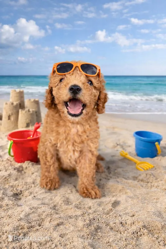 Stunner – Miniature Goldendoodle puppy for sale in Daytona Beach, FL