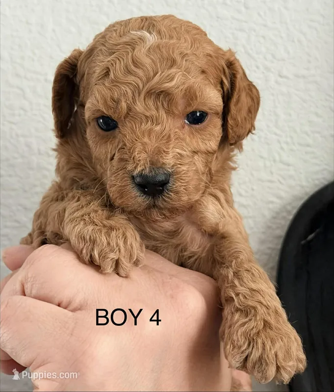 Stunner – Miniature Goldendoodle puppy for sale in Daytona Beach, FL