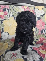 Olive, a female Poodle - Miniature  for sale in Daytona Beach, FL – 3 of 4