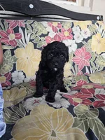 Olive, a female Poodle - Miniature  for sale in Daytona Beach, FL – 1 of 4