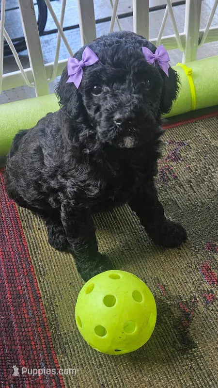 Olive – Poodle - Miniature  puppy for sale in Daytona Beach, FL