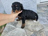 Jet, a female Miniature Bernedoodle for sale in Daytona Beach, FL – 3 of 4