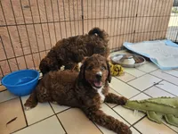 America, a female Miniature Bernedoodle for sale in Daytona Beach, FL – 2 of 5
