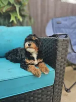Flag, a male Miniature Bernedoodle for sale in Daytona Beach, FL – 3 of 3
