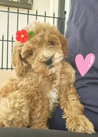 Sandy, a female Miniature Goldendoodle for sale in Daytona Beach, FL – Photo 1 of 3