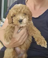 Sandy, a female Miniature Goldendoodle for sale in Daytona Beach, FL – Photo 2 of 3