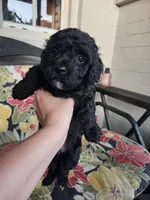 Olive, a female Poodle - Miniature  for sale in Daytona Beach, FL – 2 of 4
