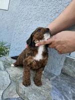 Brooklyn, a female Miniature Bernedoodle for sale in Daytona Beach, FL – 3 of 5