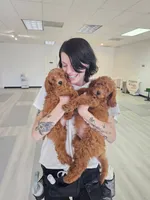Cinnamon Sticks, a male Miniature Goldendoodle for sale in Daytona Beach, FL – 2 of 9