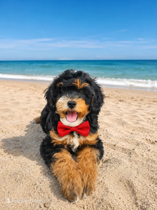 Flag – Miniature Bernedoodle puppy for sale in Daytona Beach, FL