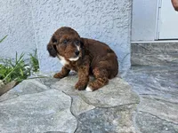 Brooklyn, a female Miniature Bernedoodle for sale in Daytona Beach, FL – 5 of 5