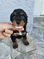 Jet, a female Miniature Bernedoodle for sale in Daytona Beach, FL – 4 of 4