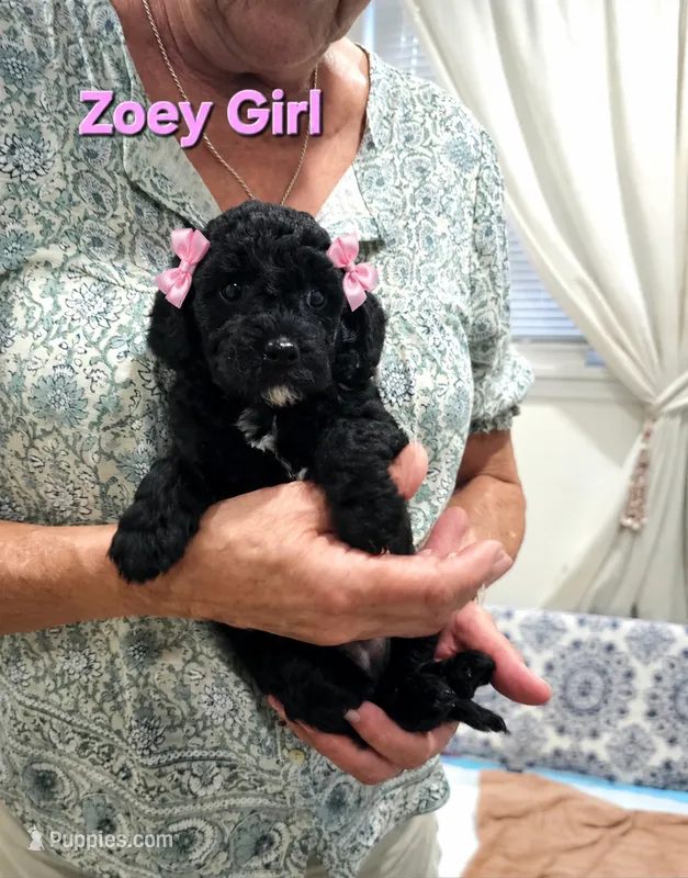 Zoey – Poodle - Miniature  puppy for sale in Daytona Beach, FL