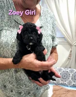 Zoey, a female Poodle - Miniature  for sale in Daytona Beach, FL – 1 of 3
