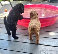 Biscuit, a male Poodle - Miniature  for sale in Daytona Beach, FL – 5 of 6