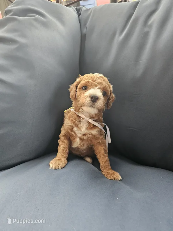 Superpup – Poodle - Miniature  puppy for sale in Daytona Beach, FL