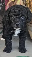 Queen, a female Poodle - Miniature  for sale in Daytona Beach, FL – 2 of 3