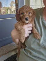 Cinnamon Sticks, a male Miniature Goldendoodle for sale in Daytona Beach, FL – 4 of 9