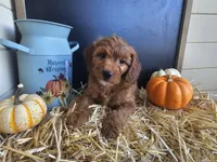 Cinnamon Sticks, a male Miniature Goldendoodle for sale in Daytona Beach, FL – 6 of 9