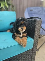 Flag, a male Miniature Bernedoodle for sale in Daytona Beach, FL – 2 of 3