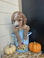 Allspice, a female Miniature Goldendoodle for sale in Daytona Beach, FL – 6 of 6