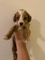 Bubbles, a female Miniature Goldendoodle for sale in Daytona Beach, FL – Photo 1 of 3
