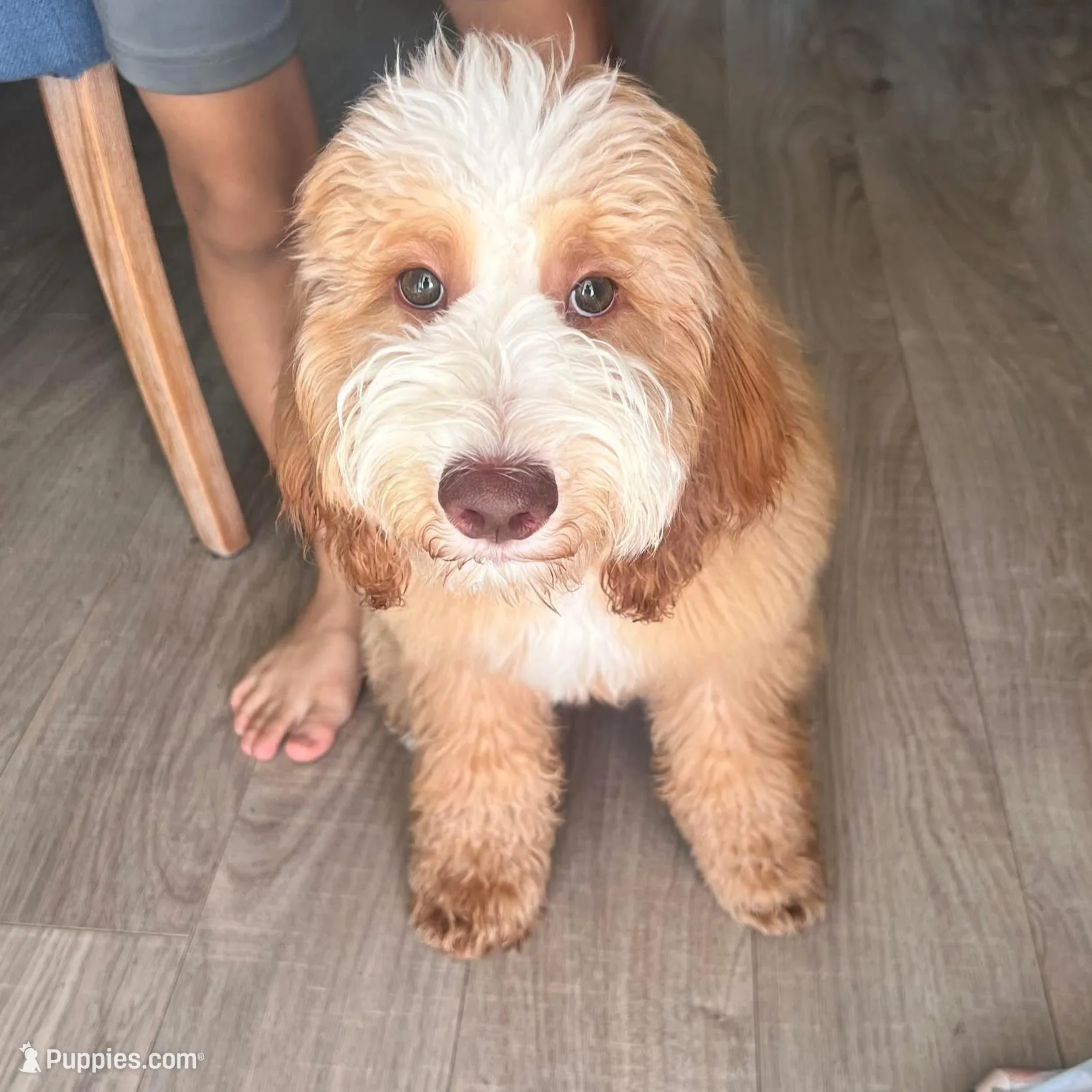 Bubbles, a female Miniature Goldendoodle for sale in Daytona Beach, FL – Photo 2 of 3