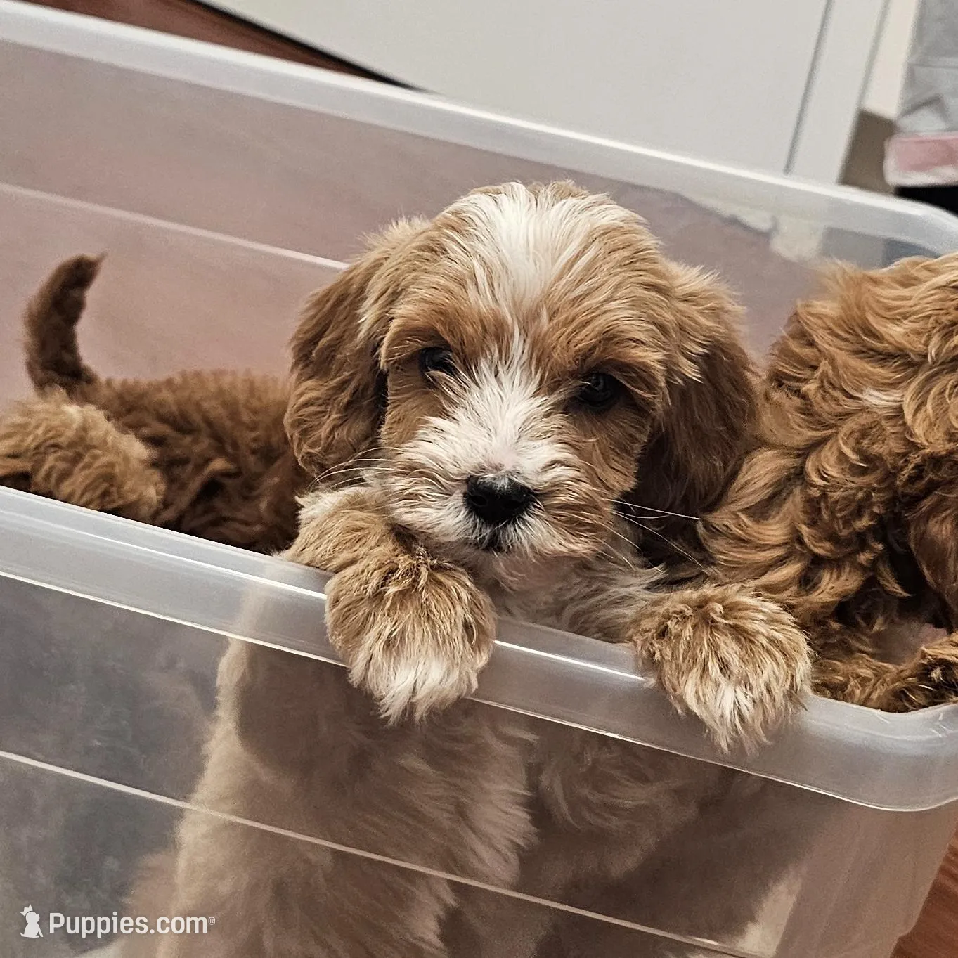 Bubbles – Miniature Goldendoodle puppy for sale in Daytona Beach, FL