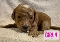 Starfish, a female Miniature Goldendoodle for sale in Daytona Beach, FL – Photo 1 of 2