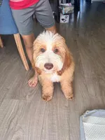 Starfish, a female Miniature Goldendoodle for sale in Daytona Beach, FL – Photo 2 of 2