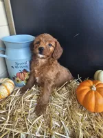 Cinnamon Sticks, a male Miniature Goldendoodle for sale in Daytona Beach, FL – 7 of 9
