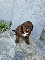 Brooklyn, a female Miniature Bernedoodle for sale in Daytona Beach, FL – 2 of 5