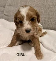 Sailor, a female Miniature Goldendoodle for sale in Daytona Beach, FL – Photo 1 of 2