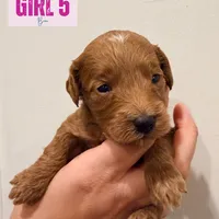Sailor, a female Miniature Goldendoodle for sale in Daytona Beach, FL – Photo 2 of 2