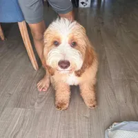 Sailor, a female Miniature Goldendoodle for sale in Daytona Beach, FL – Photo 1 of 2