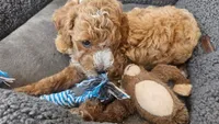 Biscuit, a male Poodle - Miniature  for sale in Daytona Beach, FL – 1 of 6