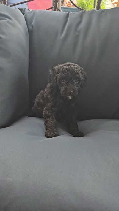 Olive, a female Poodle - Miniature  for sale in Daytona Beach, FL – 4 of 4