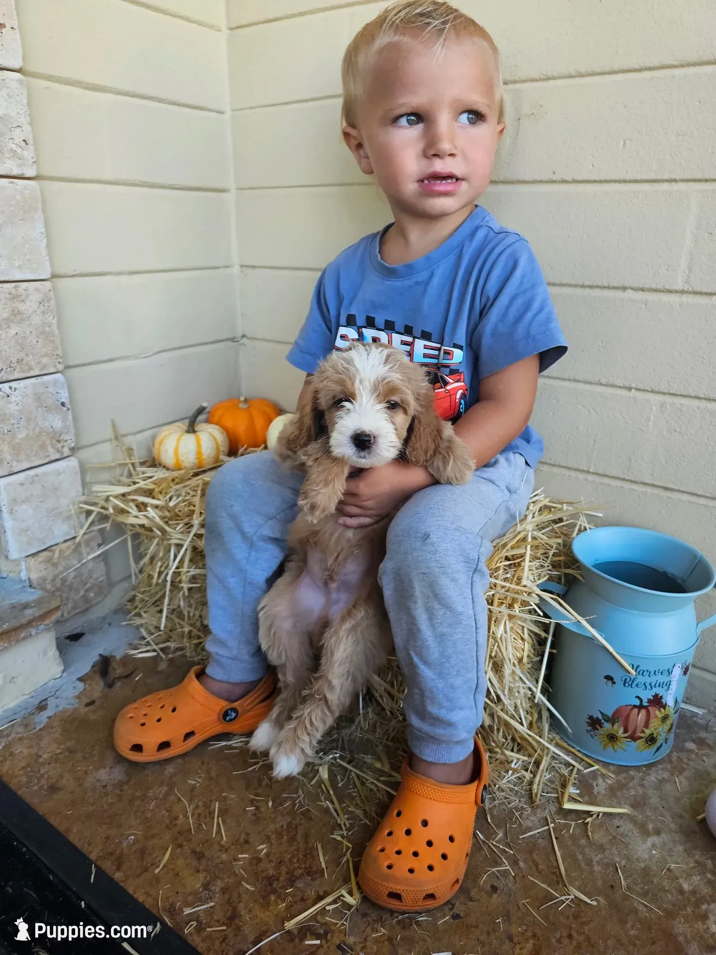 Apple Pie, a male Miniature Goldendoodle for sale in Daytona Beach, FL – 2 of 3