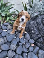 Superpup, a male Poodle - Miniature  for sale in Daytona Beach, FL – 2 of 3