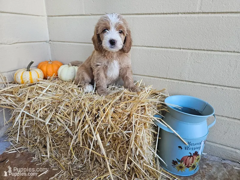 Apple Pie – Miniature Goldendoodle puppy for sale in Daytona Beach, FL